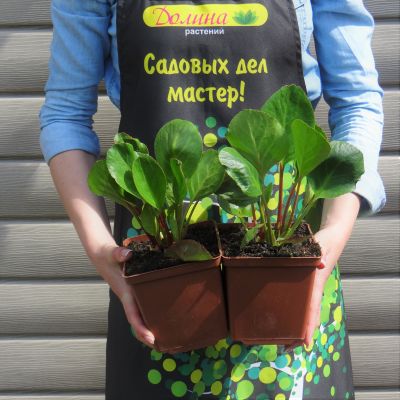 Бадан сердцелистный Эроика , x Бадан сердцелистный Эроика , x фото