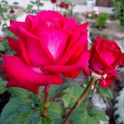 Роза Эскалибур - Dolina-Sad.Ru