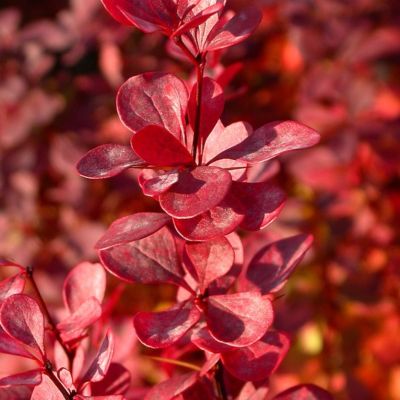 Барбарис Тунберга Венис Барбарис Тунберга Венис - Dolina-Sad.Ru