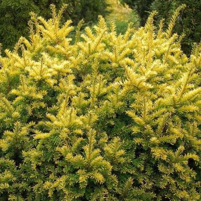 Тисс ягодный Элегантиссима Тисс ягодный Элегантиссима фото