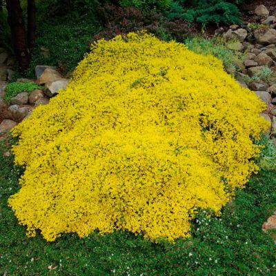 Дрок лидийский Дрок лидийский - Dolina-Sad.Ru