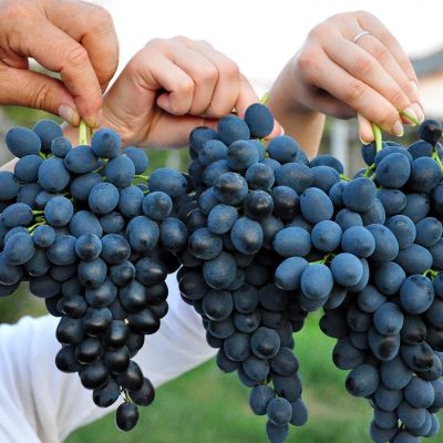 Виноград Молдова Виноград Молдова - Dolina-Sad.Ru