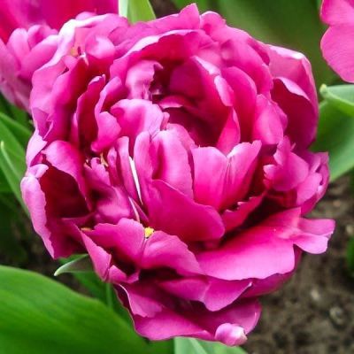 Тюльпан Роял Акрес Тюльпан Роял Акрес фото