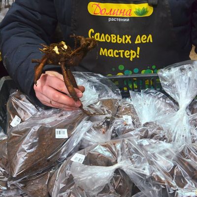 Пион Рубра Плена Пион Рубра Плена - Dolina-Sad.Ru