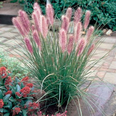 Пеннисетум лисохвостный Ред Хэд Пеннисетум лисохвостный Ред Хэд - Dolina-Sad.Ru