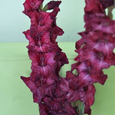 Гладиолус Шака Зулу - Dolina-Sad.Ru