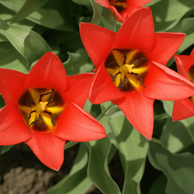 Тюльпан Хагери Тюльпан Хагери фото