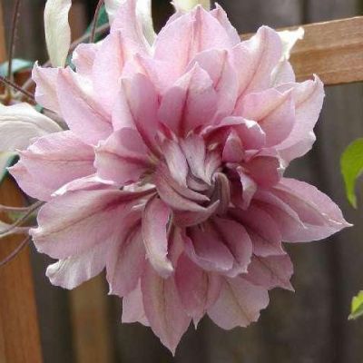 Клематис Виолет Элизабет Клематис Виолет Элизабет фото