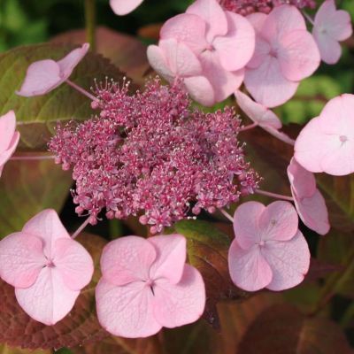 Гортензия черешковая Круг Корал Гортензия черешковая Круг Корал - Dolina-Sad.Ru