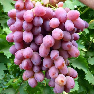 Виноград Ризамат Виноград Ризамат - Dolina-Sad.Ru