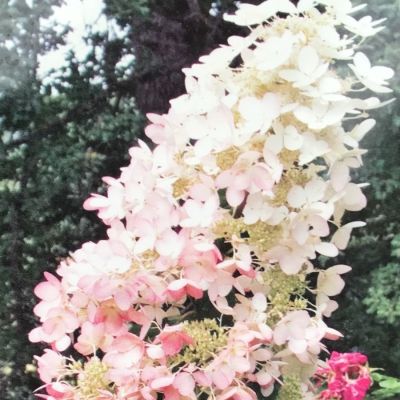 Гортензия метельчатая Ангел Блаш Гортензия метельчатая Ангел Блаш - Dolina-Sad.Ru