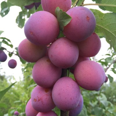 Слива Колоновидная Блю Свит Слива Колоновидная Блю Свит - Dolina-Sad.Ru