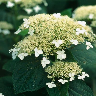 Гортензия древовидная Уайт Дом, С10 - Dolina-Sad.Ru