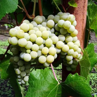 Виноград Вардува фото