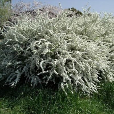 Спирея тунберга - Dolina-Sad.Ru