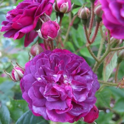 Роза Блю Маджента Роза Блю Маджента - Dolina-Sad.Ru