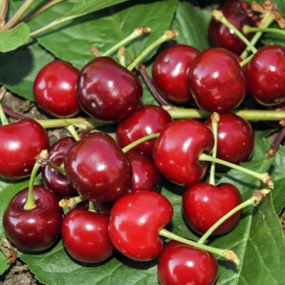 Вишня+Черешня Дюк Вишня+Черешня Дюк фото