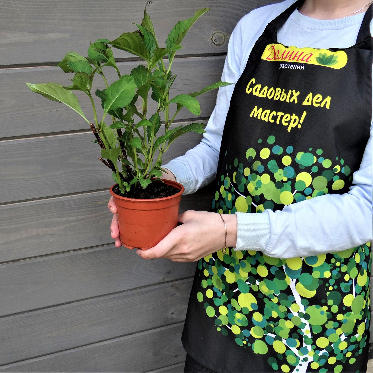 Гортензия крупнолистная Сельма Гортензия крупнолистная Сельма фото