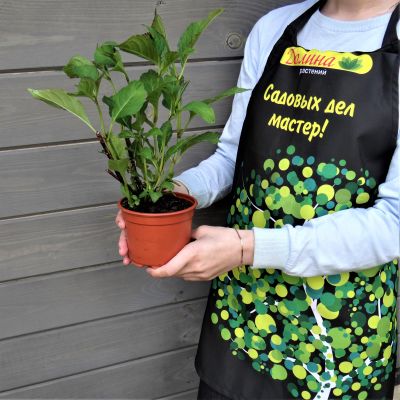 Гортензия крупнолистная Сельма Гортензия крупнолистная Сельма фото