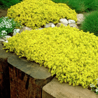 Седум едкий Седум едкий фото