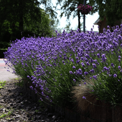 Лаванда узколистная Хидкот фото