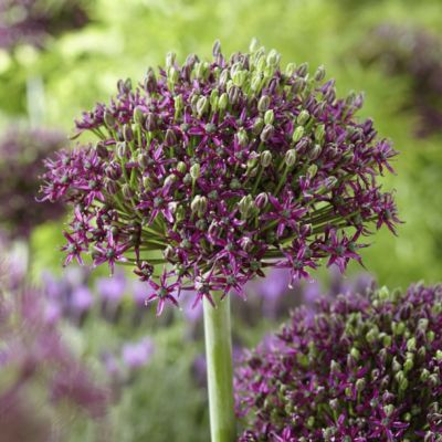 Аллиум Меджик Аллиум Меджик - Dolina-Sad.Ru