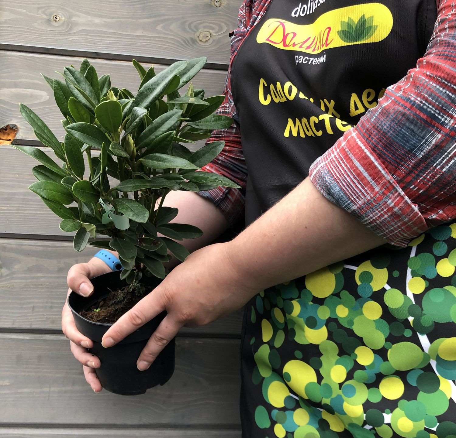 Рододендрон Каннингемс Блаш Рододендрон Каннингемс Блаш фото