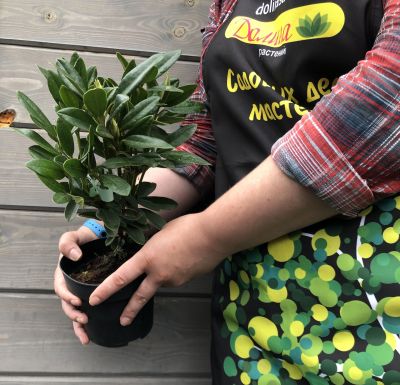 Рододендрон Каннингемс Блаш Рододендрон Каннингемс Блаш фото