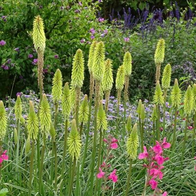 Книфофия Грин Жаде Книфофия Грин Жаде - Dolina-Sad.Ru