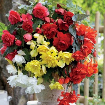 Микс Ампельных Бегоний фото