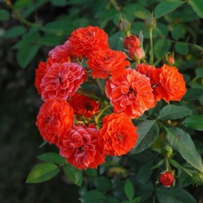 Роза Оранж Мейландина Роза Оранж Мейландина - Dolina-Sad.Ru