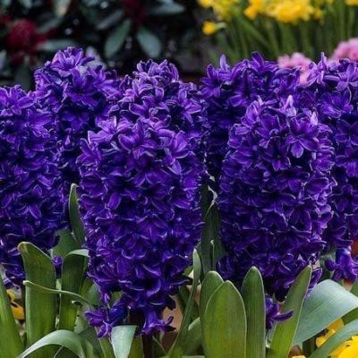 Гиацинт Питер Стивенсон Гиацинт Питер Стивенсон фото