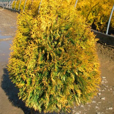 Туя восточная Голден Минарет Туя восточная Голден Минарет - Dolina-Sad.Ru