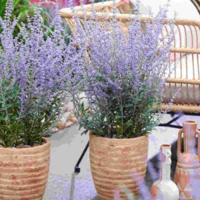 Перовския лебедолистная Прайм Тайм Перовския лебедолистная Прайм Тайм - Dolina-Sad.Ru