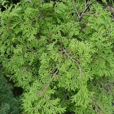 Кипарисовик туполистный Драт фото