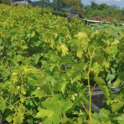 Виноград Черный изумруд Виноград Черный изумруд - Dolina-Sad.Ru