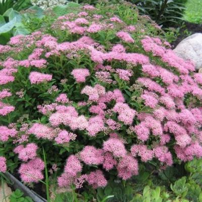 Спирея японская Дварфт фото