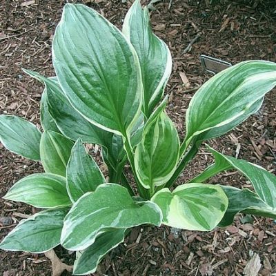 Хоста Роял Чармер Хоста Роял Чармер - Dolina-Sad.Ru