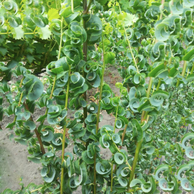 Ива вавилонская Криспа Ива вавилонская Криспа - Dolina-Sad.Ru