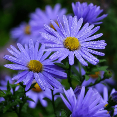 Астра кустарниковая Блю Лапис фото