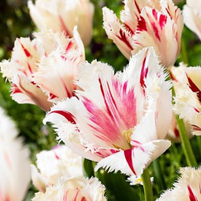 Тюльпан Карусель Тюльпан Карусель фото