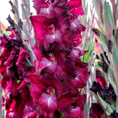 Гладиолус Шака Зулу - Dolina-Sad.Ru