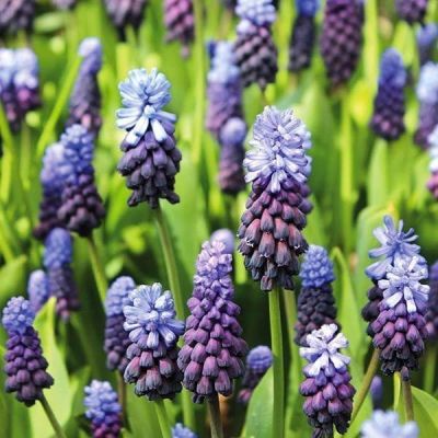 Мускари Латифолиум Мускари Латифолиум фото