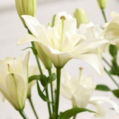 Лилия Бельведер - Dolina-Sad.Ru