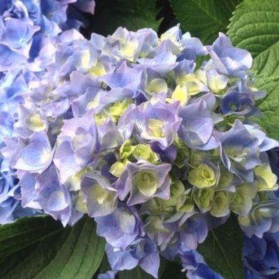 Гортензия крупнолистная Йола - Dolina-Sad.Ru