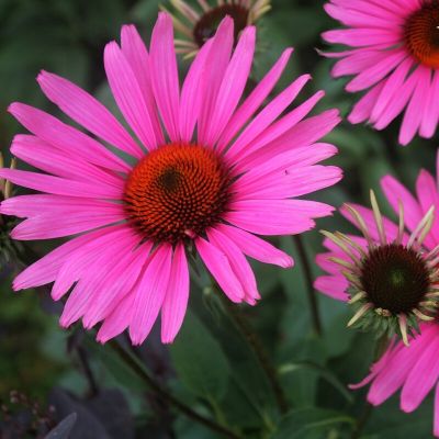 Эхинацея пурпурная Руби Глоу Эхинацея пурпурная Руби Глоу - Dolina-Sad.Ru