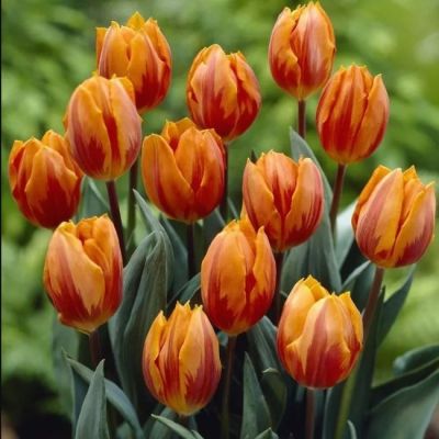 Тюльпан Джолли Принцесс фото