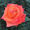 Роза Коралин Роза Коралин - Dolina-Sad.Ru