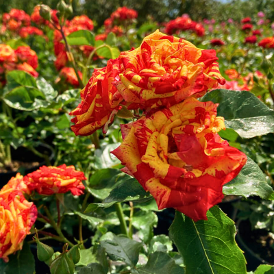 Роза Штамбовая Фаер Флеш Роза Штамбовая Фаер Флеш - Dolina-Sad.Ru