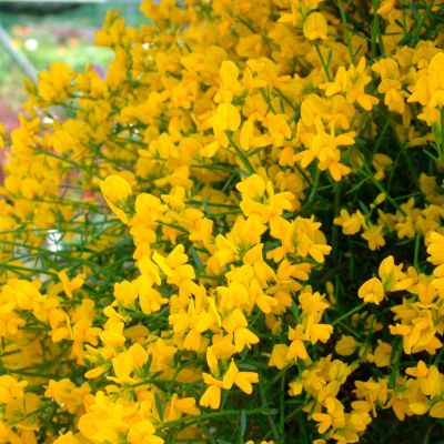 Дрок лидийский Дрок лидийский - Dolina-Sad.Ru